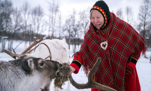Reindeer Lofoten Northern Norway Sami